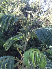 Paraserianthes