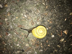 Cepaea nemoralis