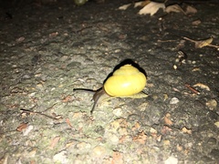 Cepaea nemoralis