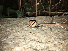 Cepaea nemoralis