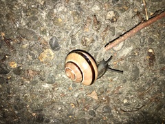 Cepaea nemoralis