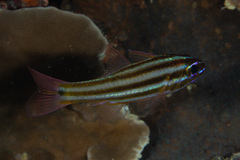 Ostorhinchus angustatus