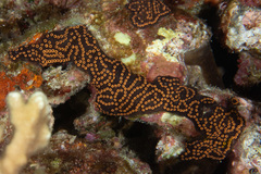 Botryllus