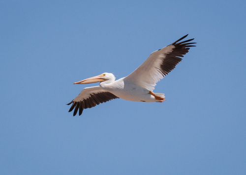 American White Pelican photographed in Idaho