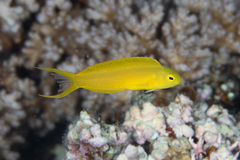 Canary Blenny photo 5