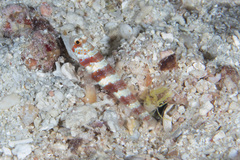 Amblyeleotris wheeleri