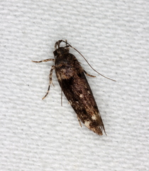 Macrobathra diplochrysa