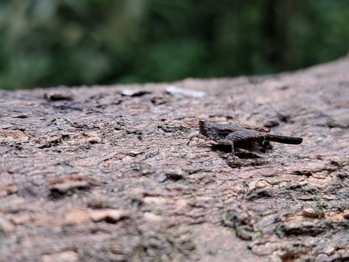 Platythorus toltecus