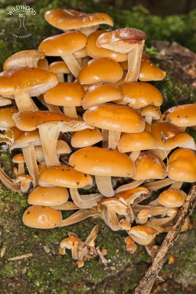 Flammulina velutipes · August 2025 · photo: © robbiebgraham (iNaturalist, cc0)