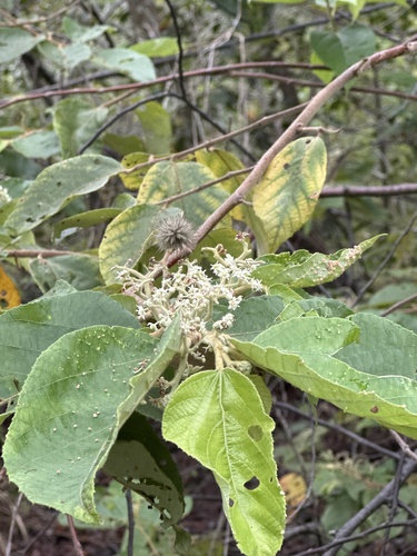 Commersonia bartramia