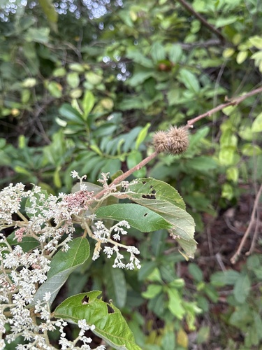 Commersonia bartramia