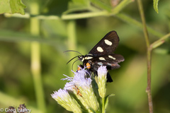 Androloma disparata