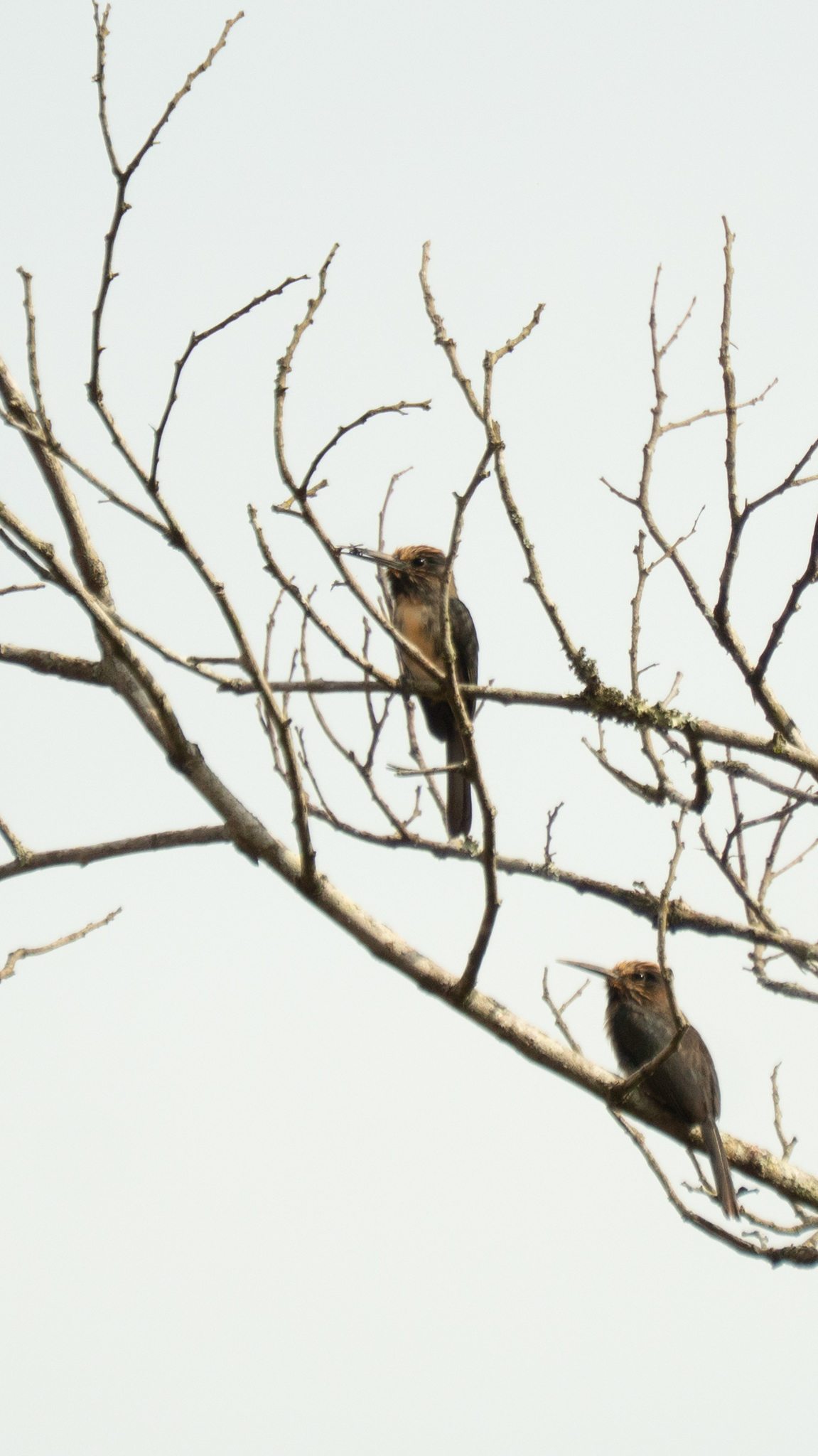Three-toed Jacamar (Jacamaralcyon tridactyla), photo 5