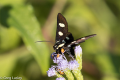 Androloma disparata