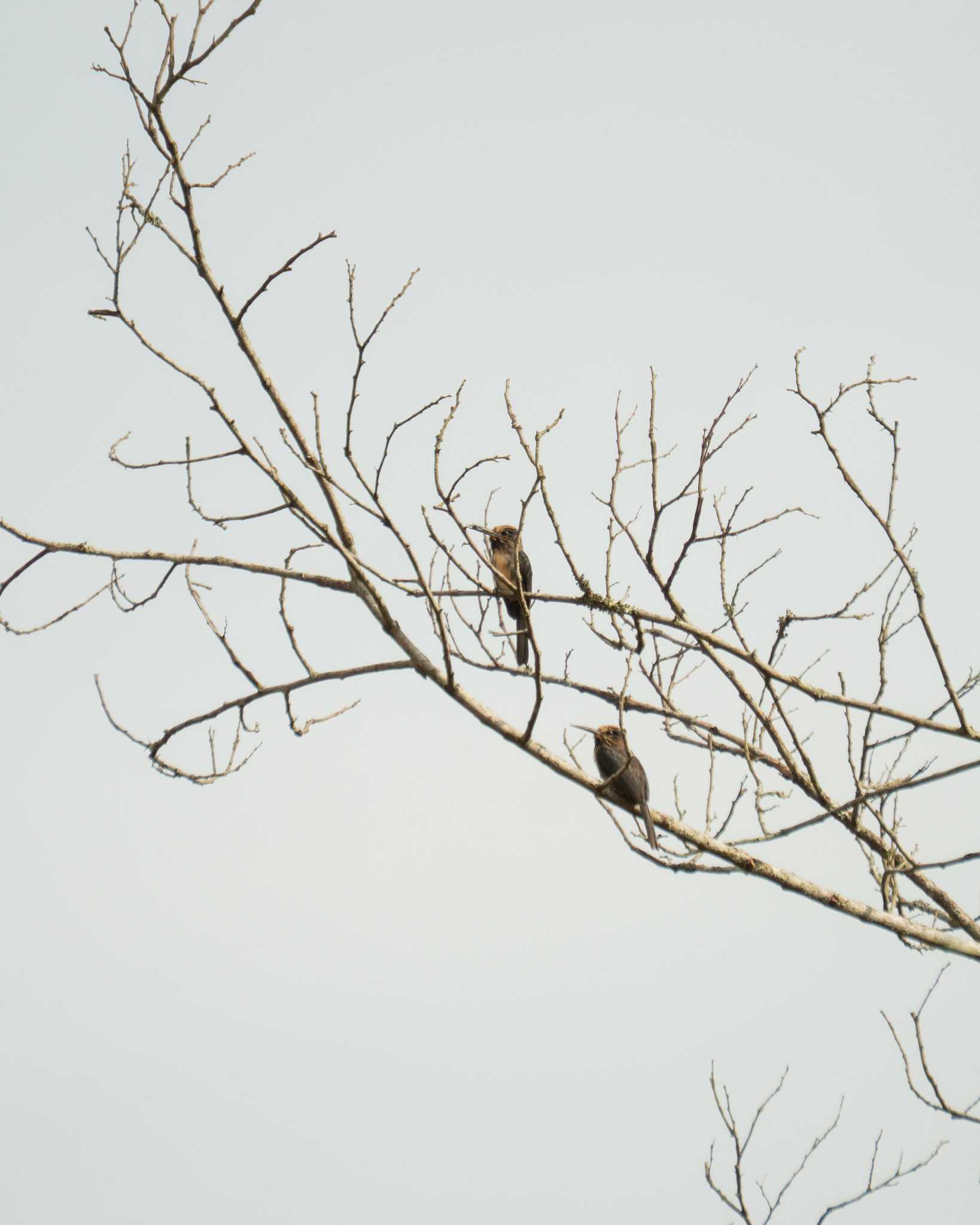 Three-toed Jacamar (Jacamaralcyon tridactyla), photo 4