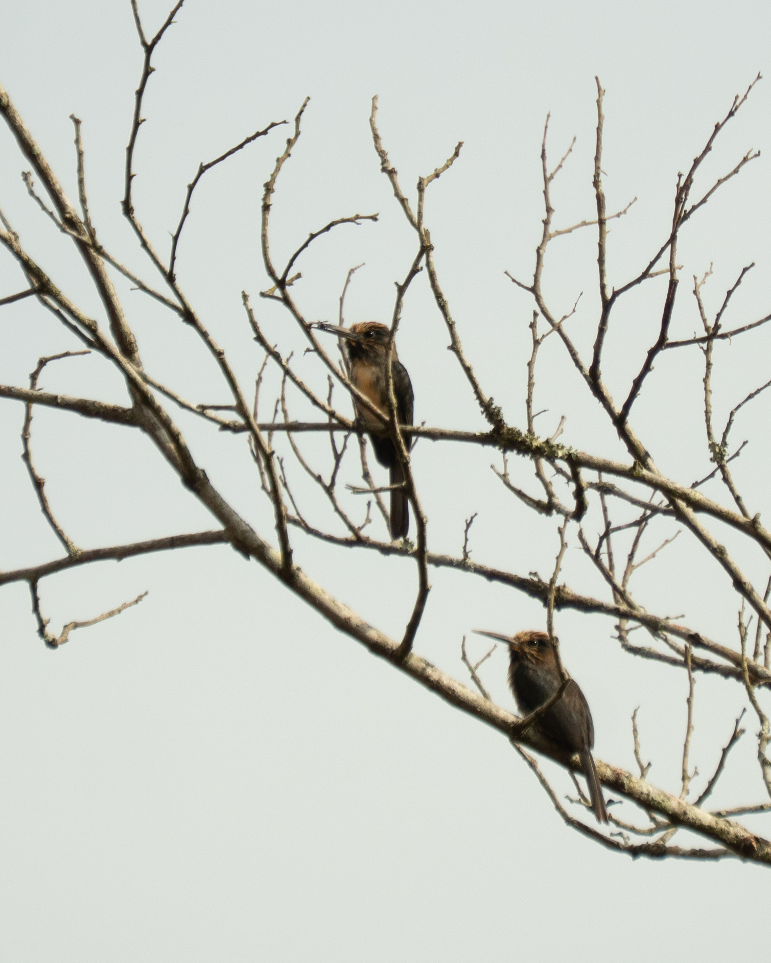 Three-toed Jacamar (Jacamaralcyon tridactyla), photo 6