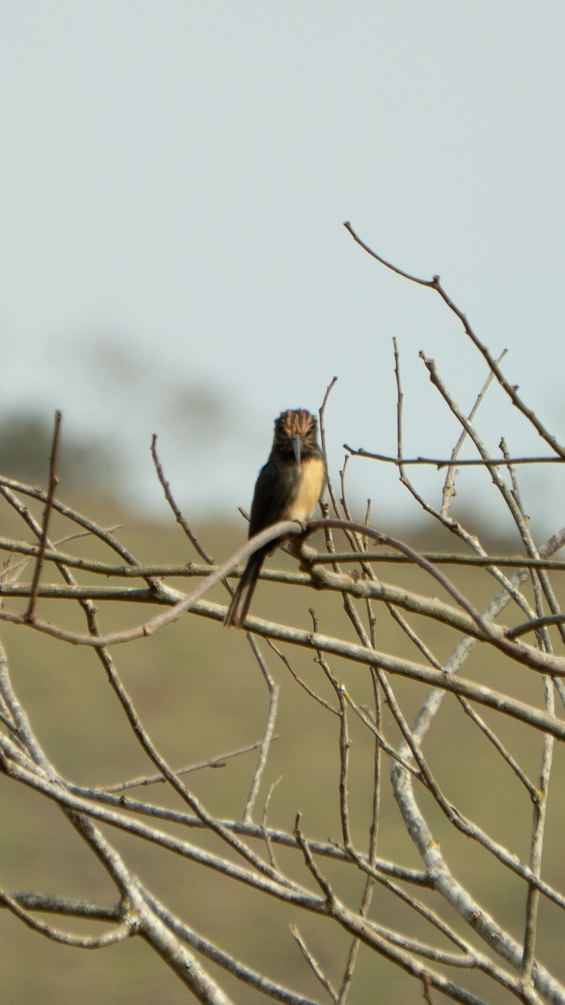 Three-toed Jacamar (Jacamaralcyon tridactyla), photo 8