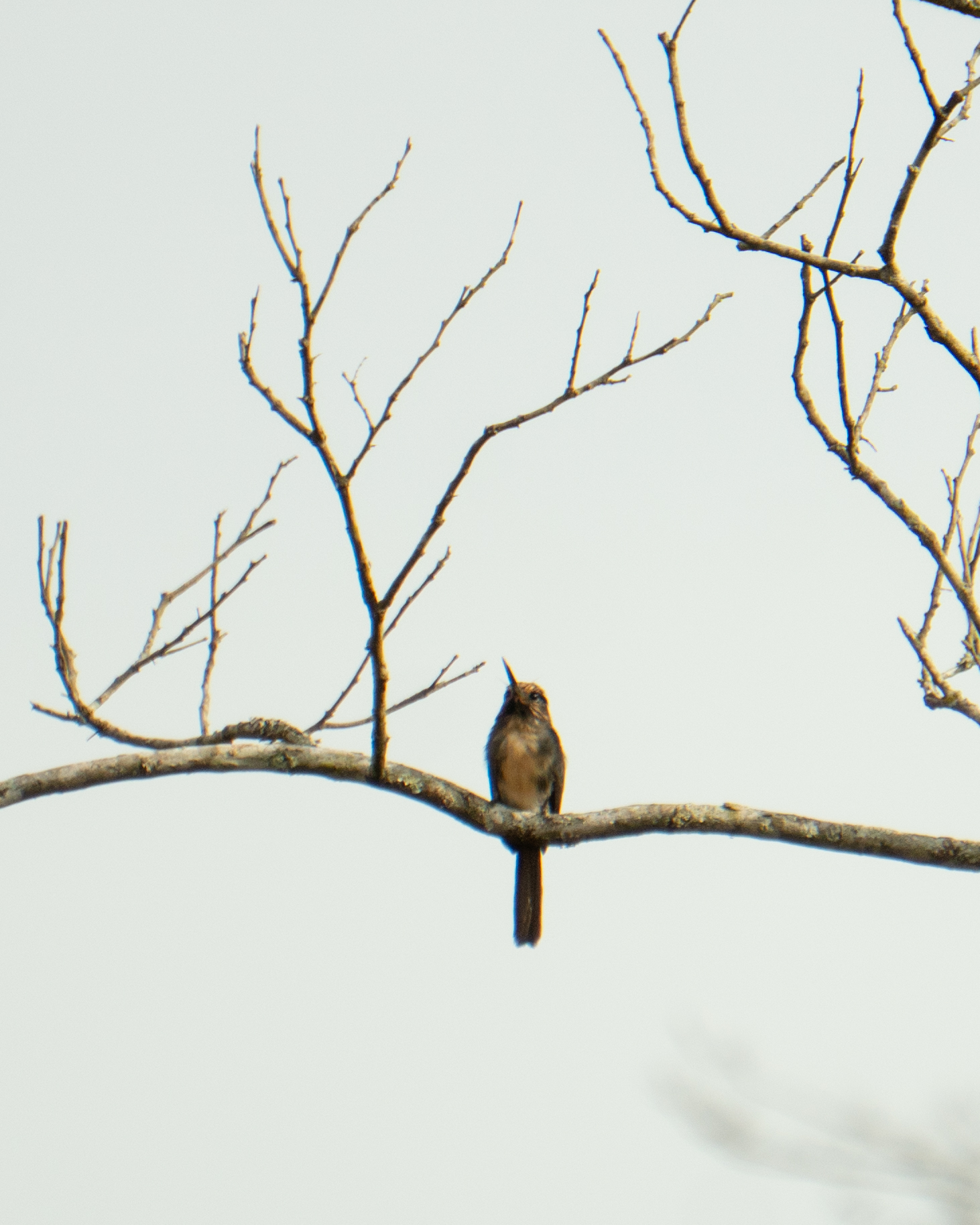 Three-toed Jacamar (Jacamaralcyon tridactyla), photo 1