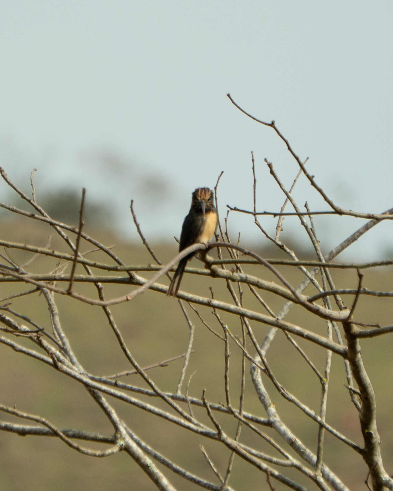 Three-toed Jacamar (Jacamaralcyon tridactyla), photo 9