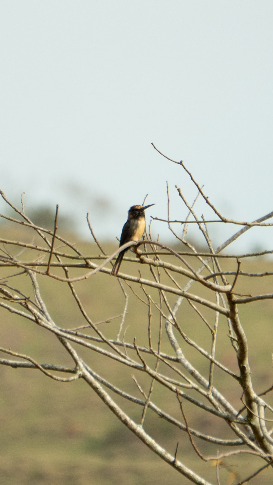 Three-toed Jacamar (Jacamaralcyon tridactyla), photo 10