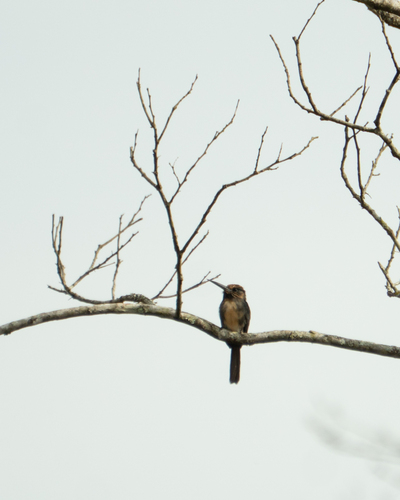 Three-toed Jacamar (Jacamaralcyon tridactyla), photo 4