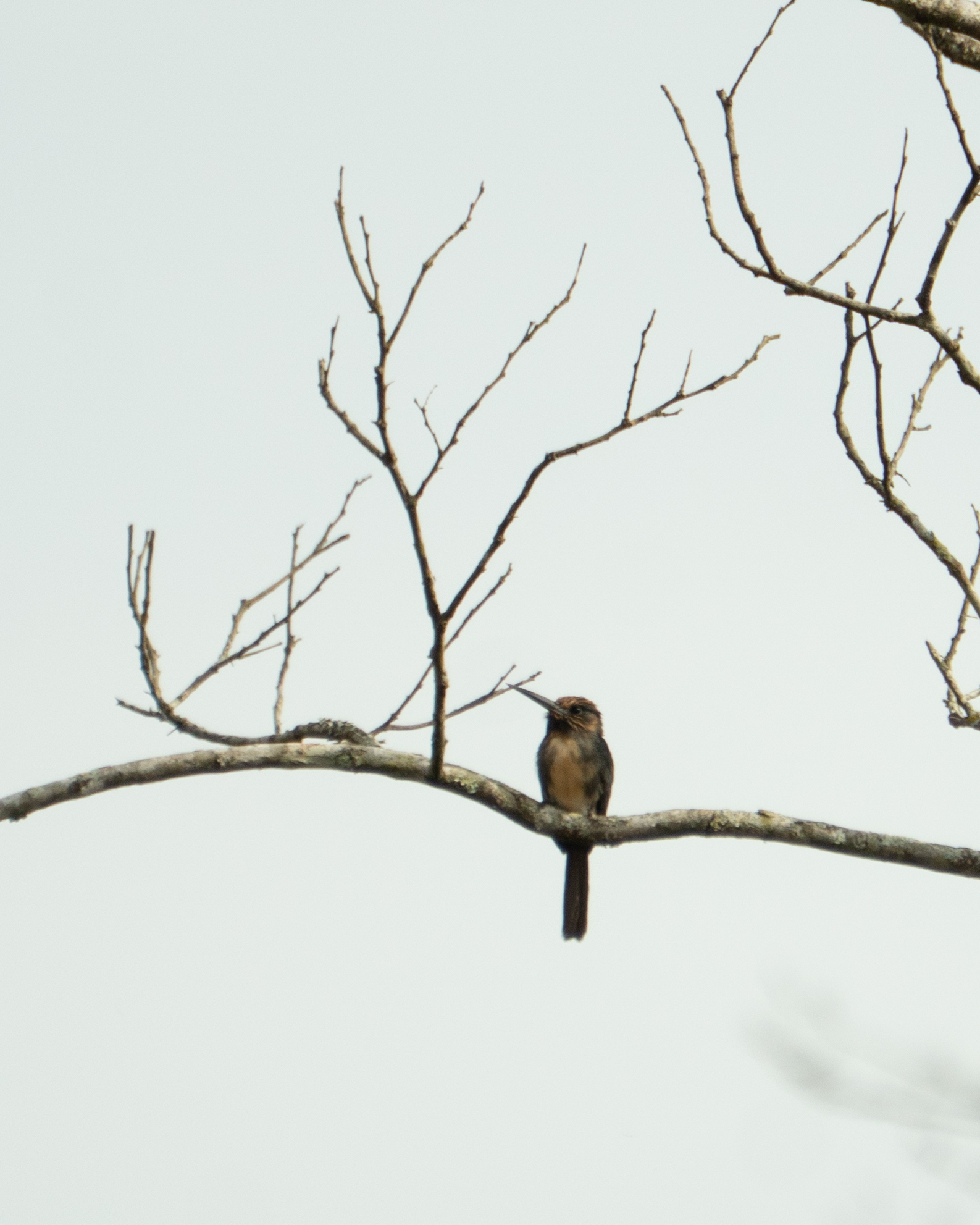 Three-toed Jacamar (Jacamaralcyon tridactyla), photo 2