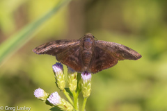 Pellicia arina