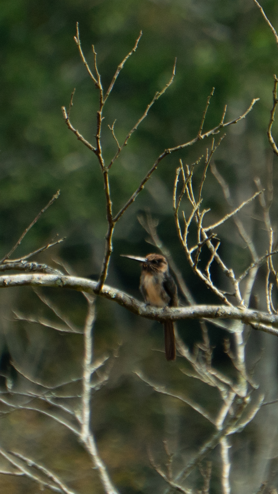 Three-toed Jacamar (Jacamaralcyon tridactyla), photo 3