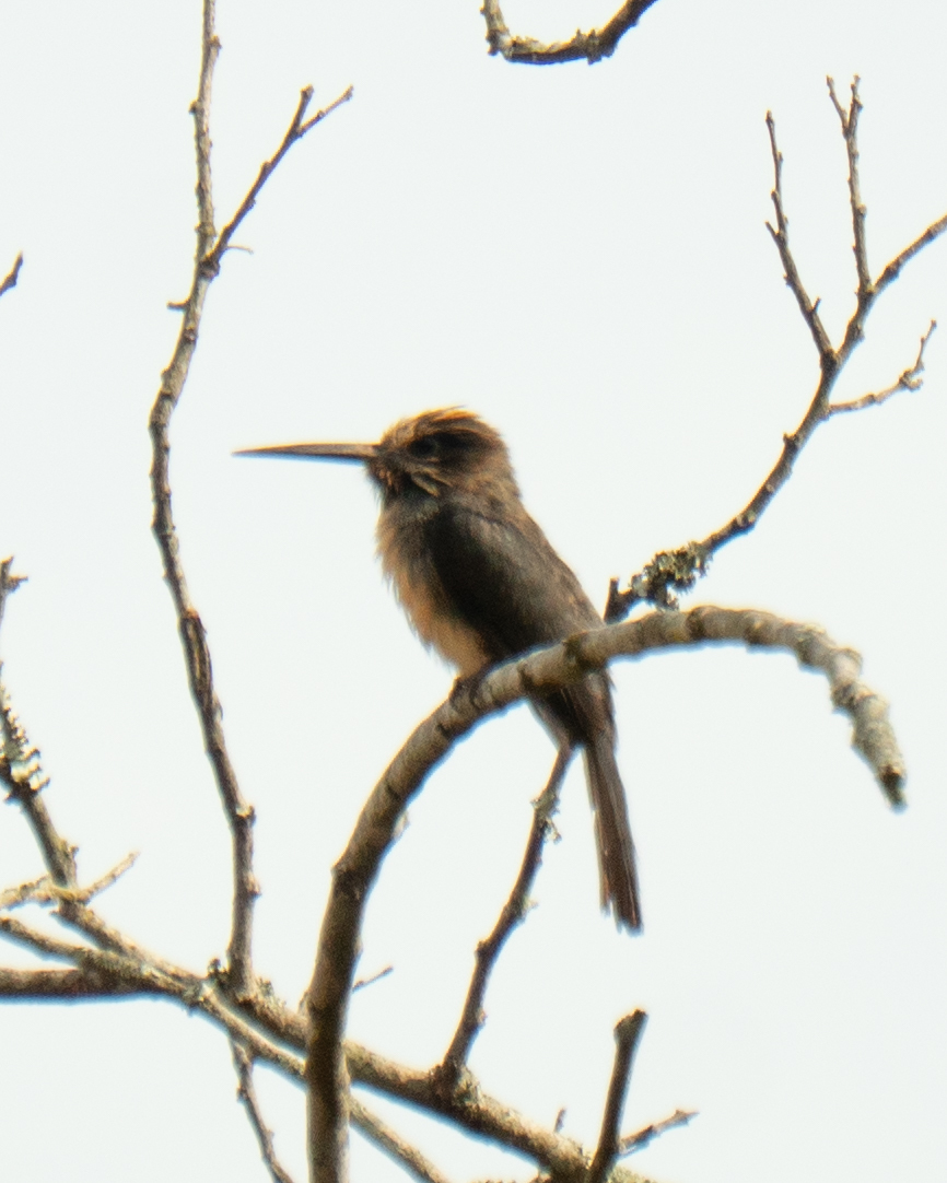 Three-toed Jacamar (Jacamaralcyon tridactyla), photo 7