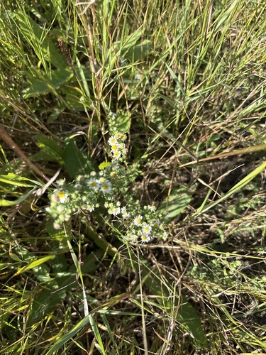 heath aster