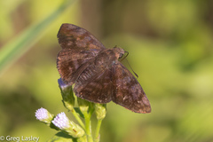Pellicia arina