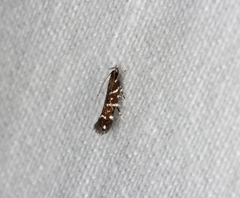 Stagmatophora argyrostrepta