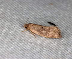 Syncometes vilis