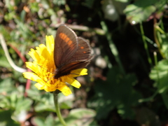 Erebia pharte