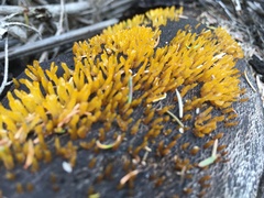Calocera guepinioides