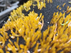 Calocera guepinioides