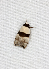 Zonopetala glauconephela