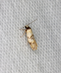 Euphiltra celeteria