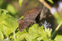 Pellicia arina