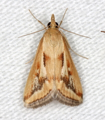 Achyra massalis