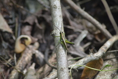Agriacris jucunda