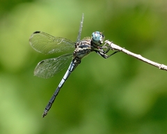 Cannaphila insularis