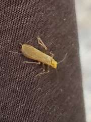 Doroneuria baumanni