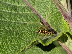 Psammaletes mexicanus