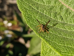 Psammaletes mexicanus