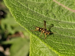 Psammaletes mexicanus
