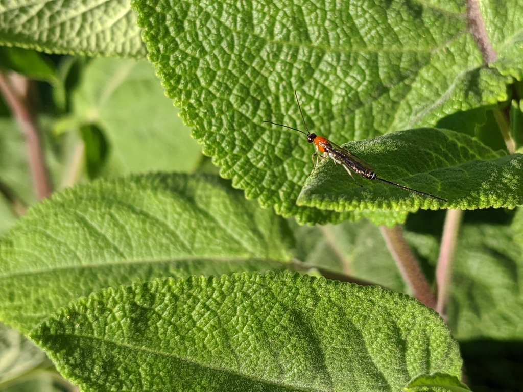 Parasitoid wasp