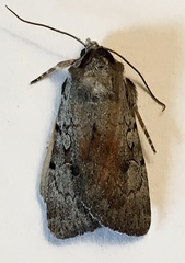 Setagrotis pallidicollis