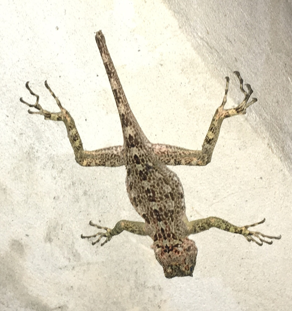 Caribbean Treerunner