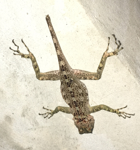 Plica caribeana